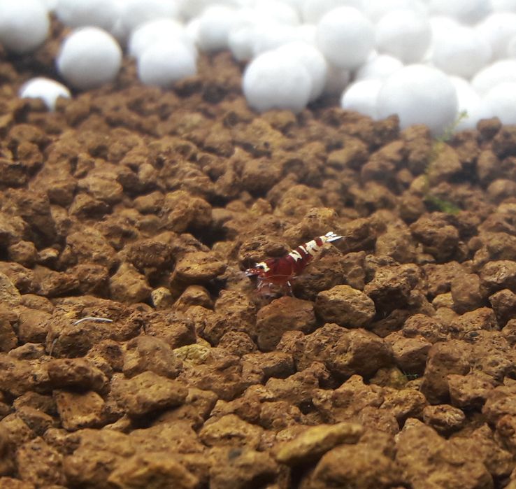 Акваріумна креветка - власного розведення!