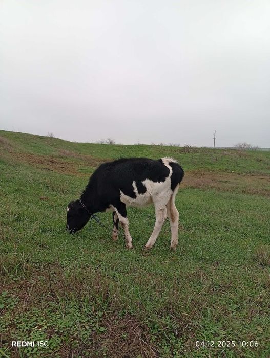 Продам 2 телички