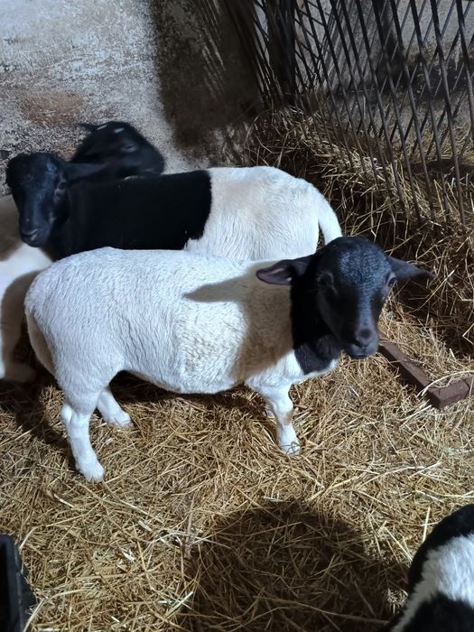 Owce dorper tryk 100% Owca 75%