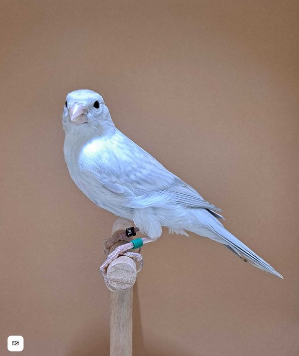 kanarek Biały agat opalowy