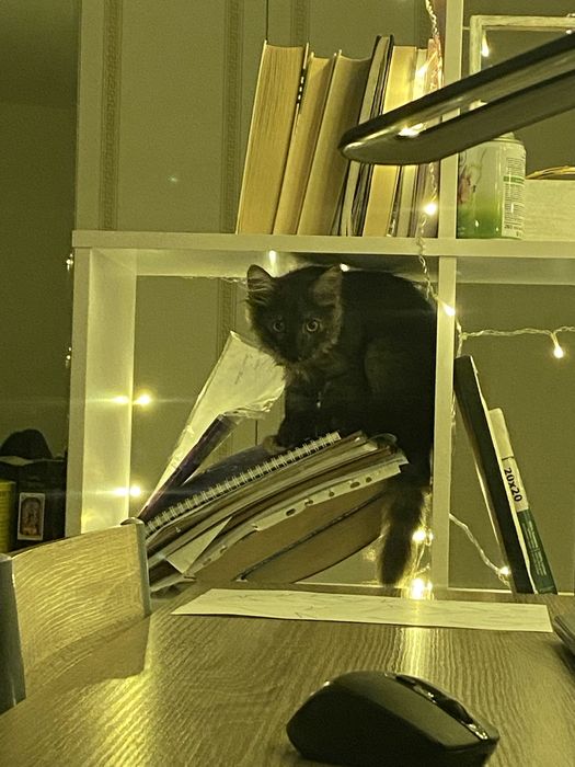 Віддам кішечку