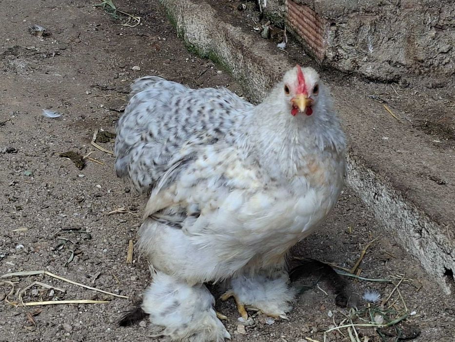 Vendo Galinhas de Pekin mutacoes