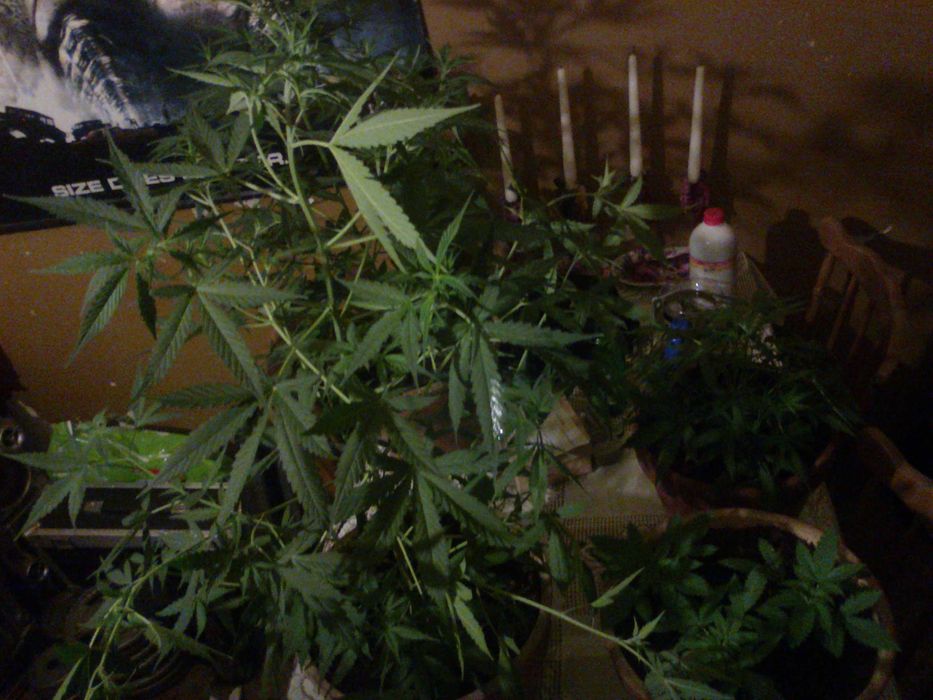 Marihuana CBC Lilac Diesel 1g + Sourdough Kush 1g + Kraken 1g = 3g CBN