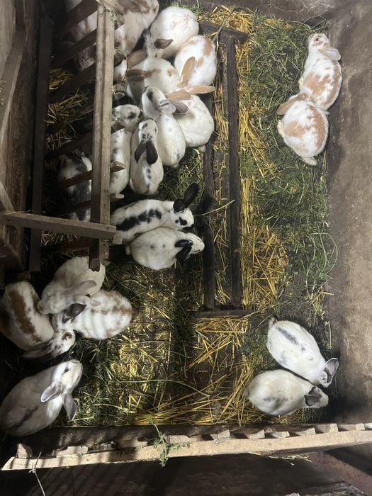 Кролики різних порід