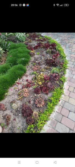 Набори з сортових молодил