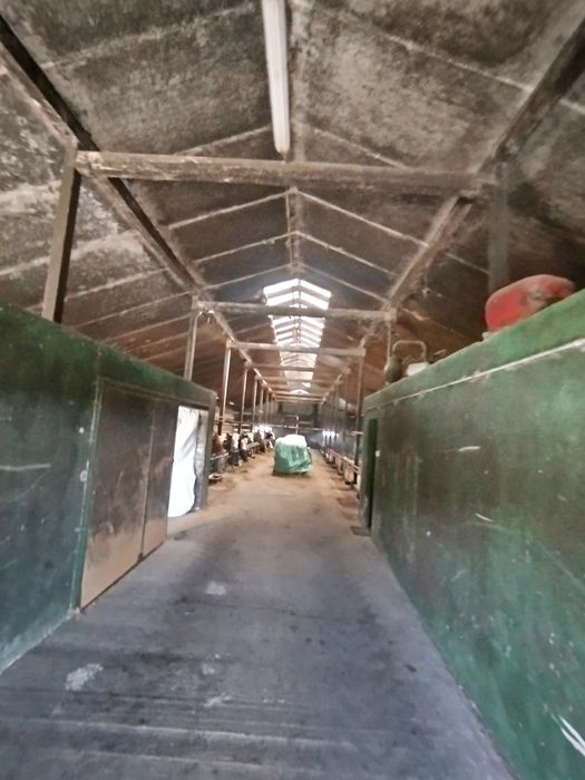 Mycie bielenie obór, kurników, elewacji dezynfekcja białkowanie