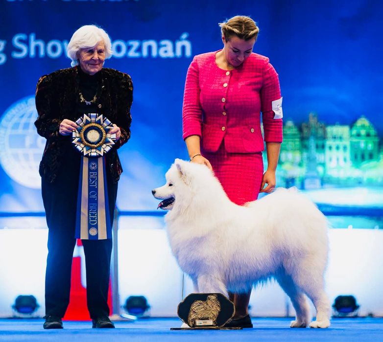 Samoyed szczeniak -  koniec października 2026