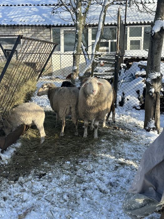 Баран ланшафомеринос