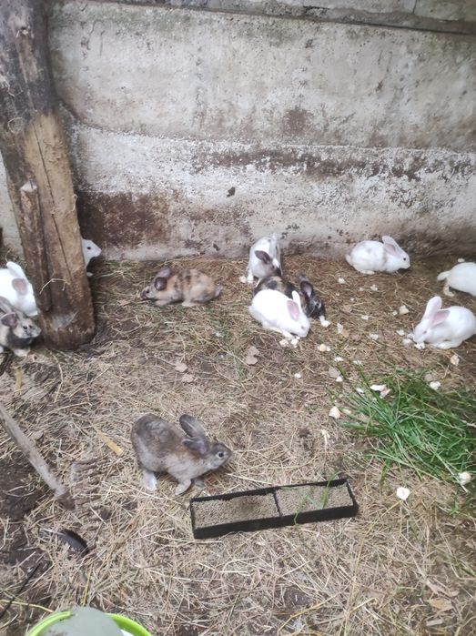 Tenho coelhos para vender