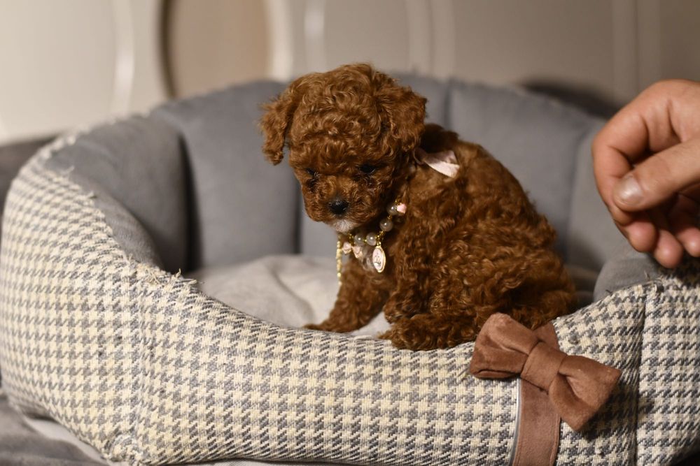 Pudel Teacup wyjątkowa dziewczynka RED BROWN CHINESE LINE XXS