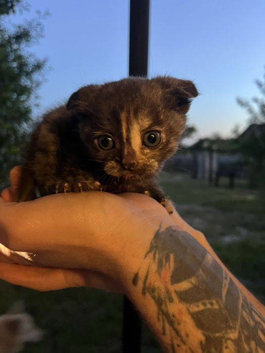 Кошенятка весловухі