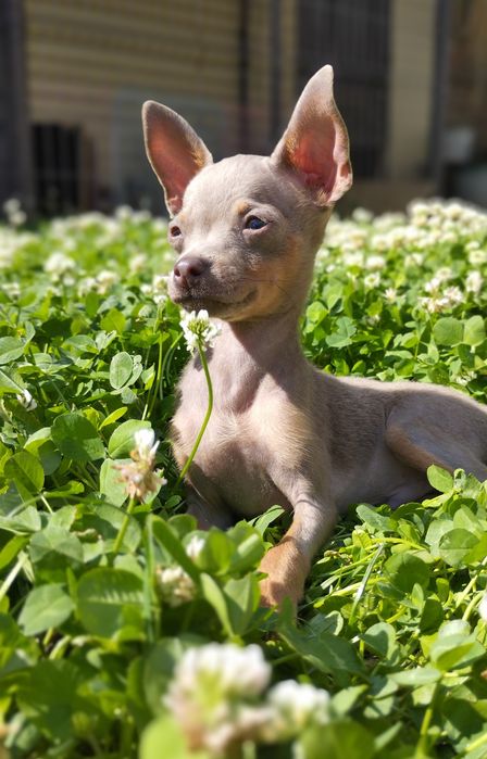 Хлопчики той тер'єри ,той терьери