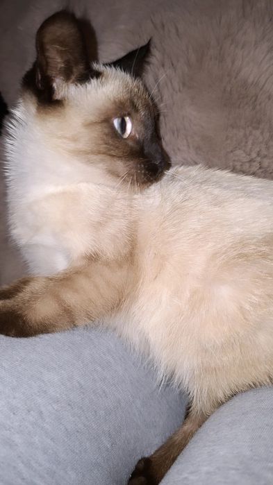 Gatinha bebe para adopção
