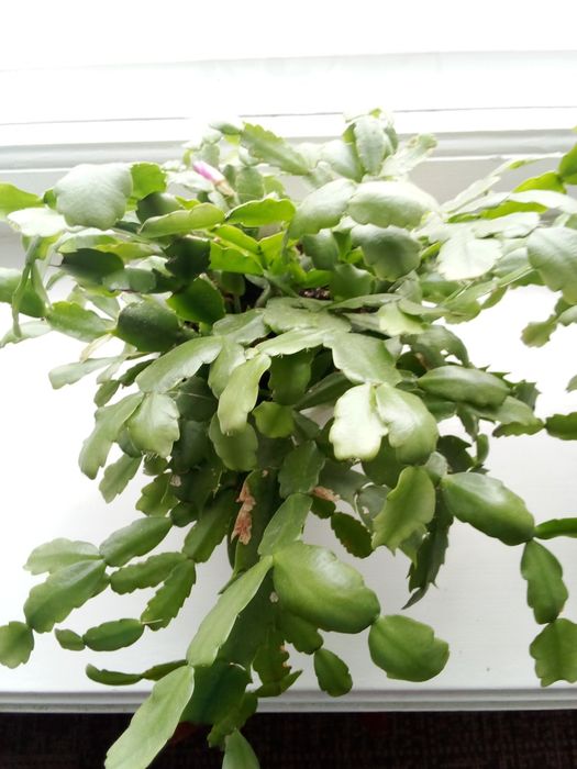 Продам  вазон.різдвяник.