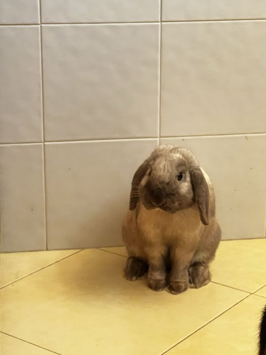 Coelho para doar ( com gaiola )