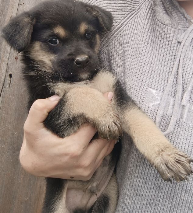 Віддам цуценят в добрі руки) Веселі) грайливі) все їдять