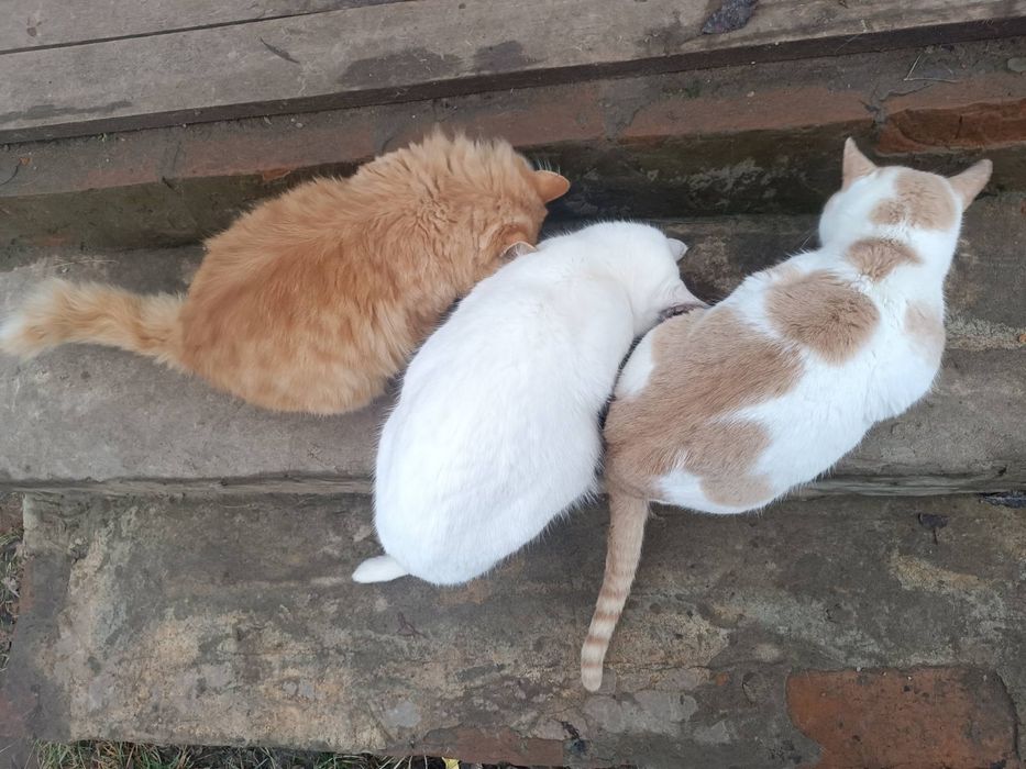 Котики Козача Лопань снежок, беляшик, снежинка, рижик, снайпер, комуфл