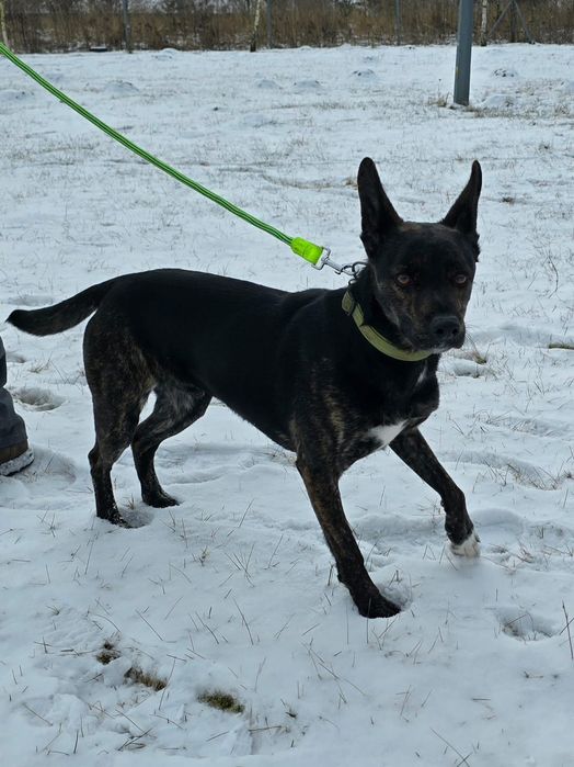 Maluchy zamarzają! Uratuj je z lodowatego betonu. Domy tymczasowe!