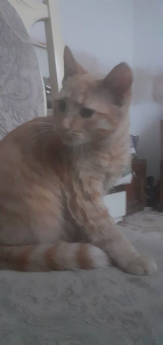 Рудий кіт безкоштовно