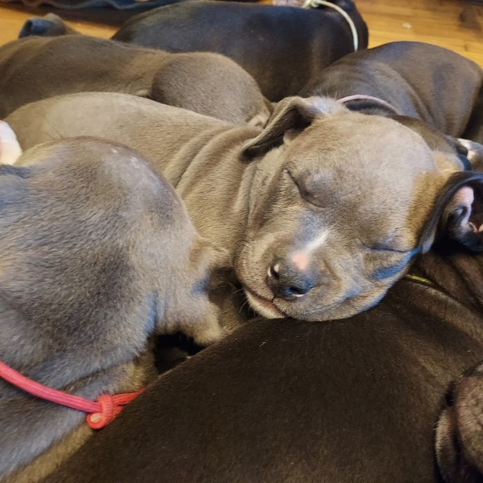 Amstaff  - wyjątkowe szczenię