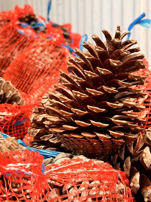 Pinhas para venda