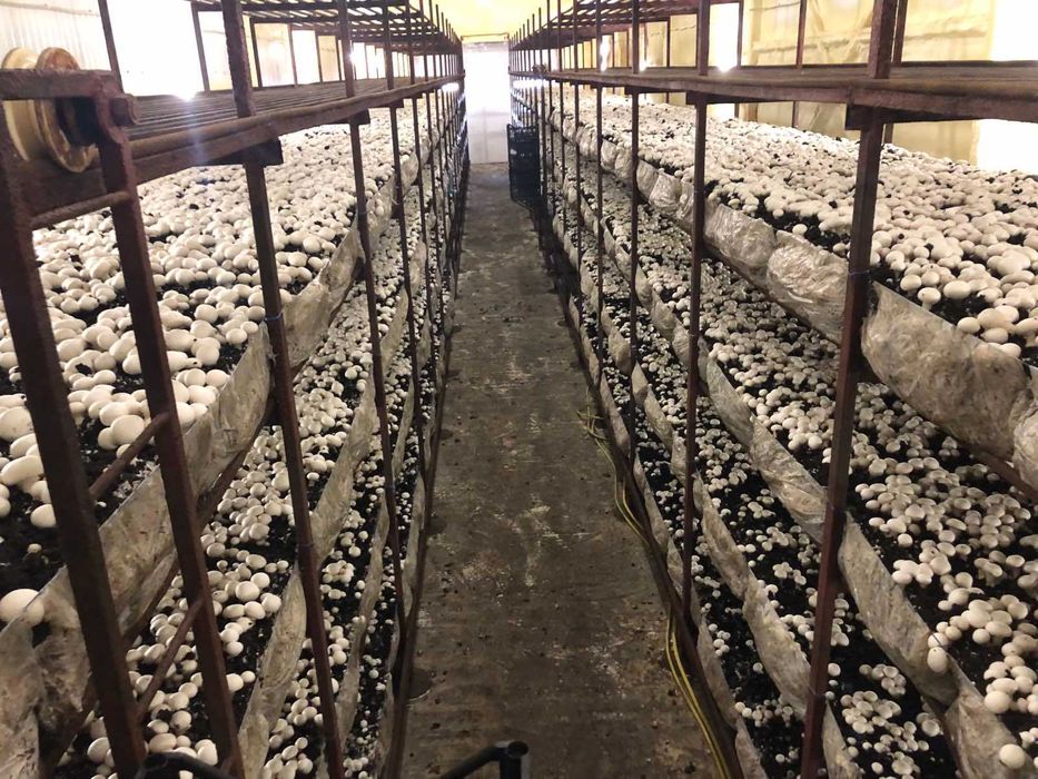 Агропромисловий комплекс по вирощуванню грибів.