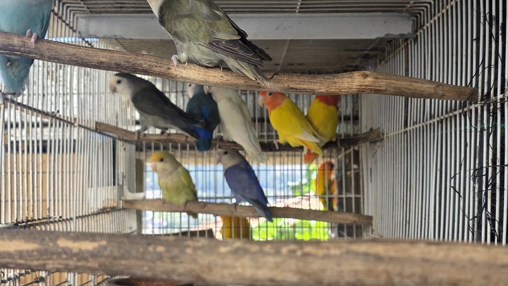 Agapornis rosicoler