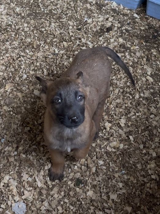 Pastor Belga Malinois