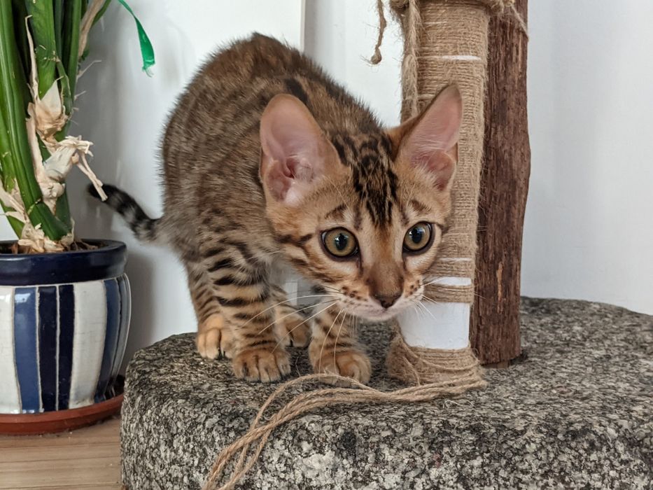 Бенгальські кошенята Елітні