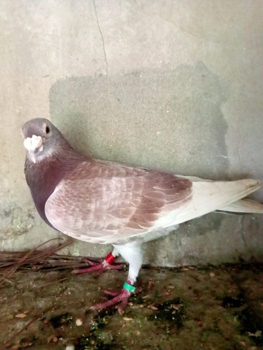 Pombos Correios em Braga