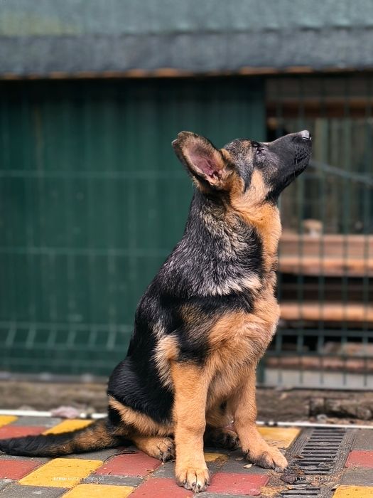 Девочка. КСУ, 4 месяца