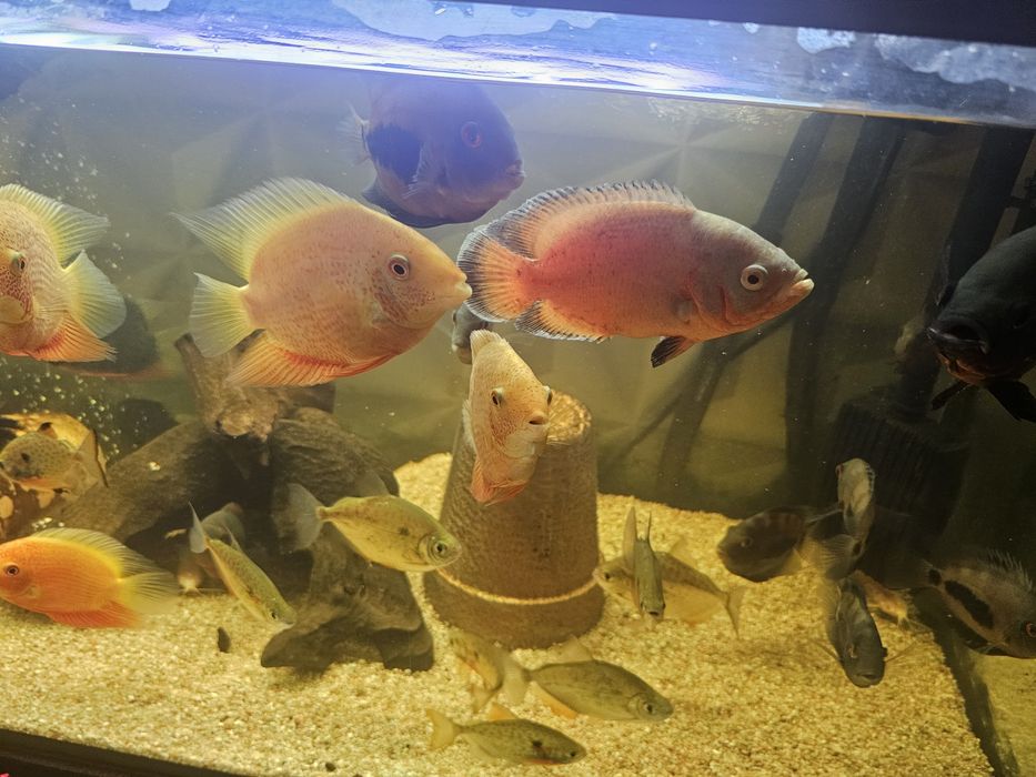 Severum red gold