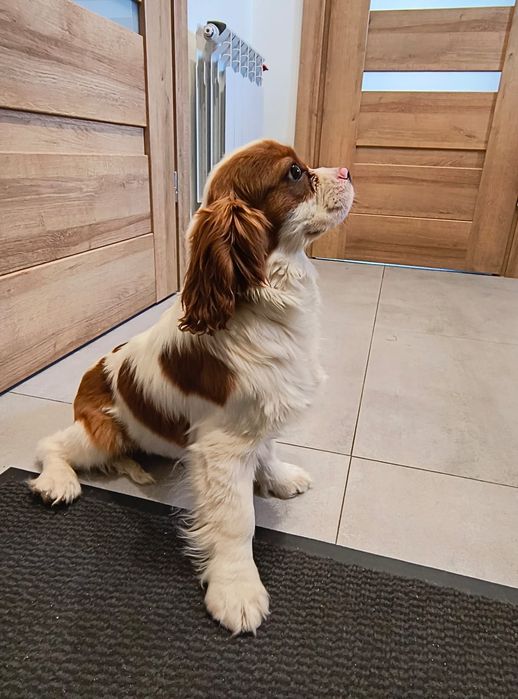 Cavalier King Charles Spaniel
