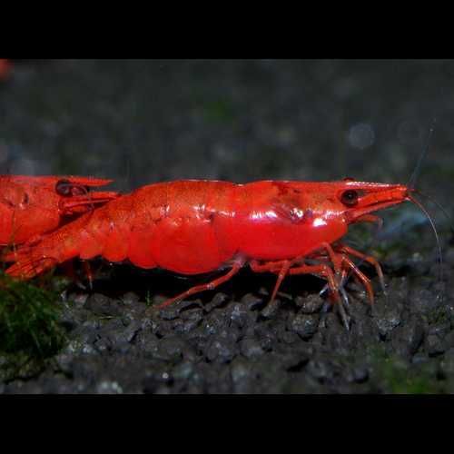 Camarão Neocaridina "Red Fire"