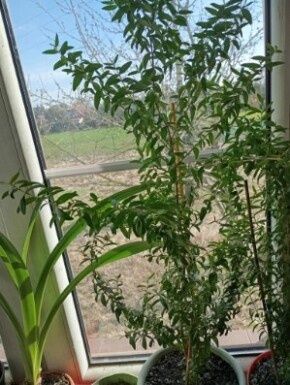 Mirt doniczkowy mirta