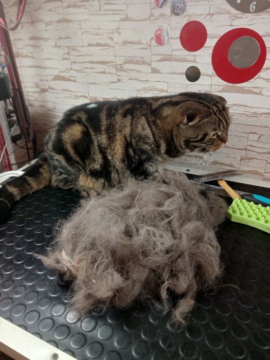 Грумінг собак та котів. Харків