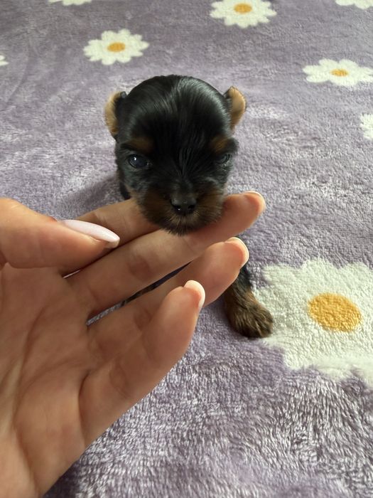 Xxs suczka yorkshire terrier
