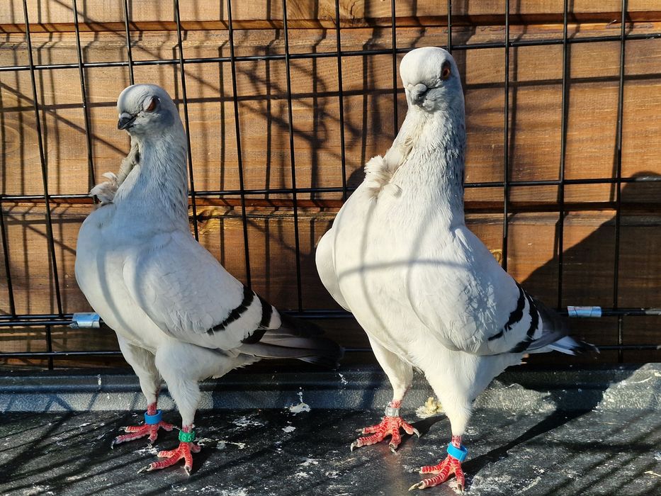 Mewka włoska włoskie gołębie ozdobne rasowe