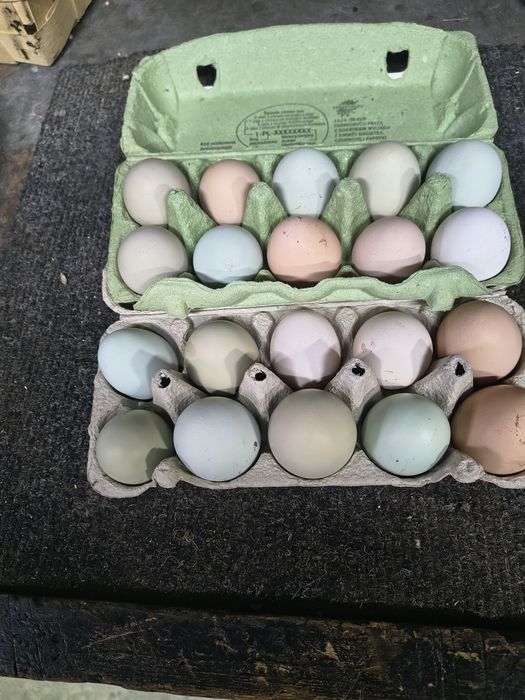 Jajka lęgowe mix marans,araukana,australorp
