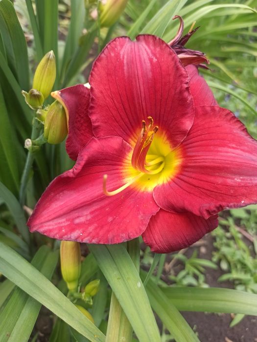 Продам лілейники