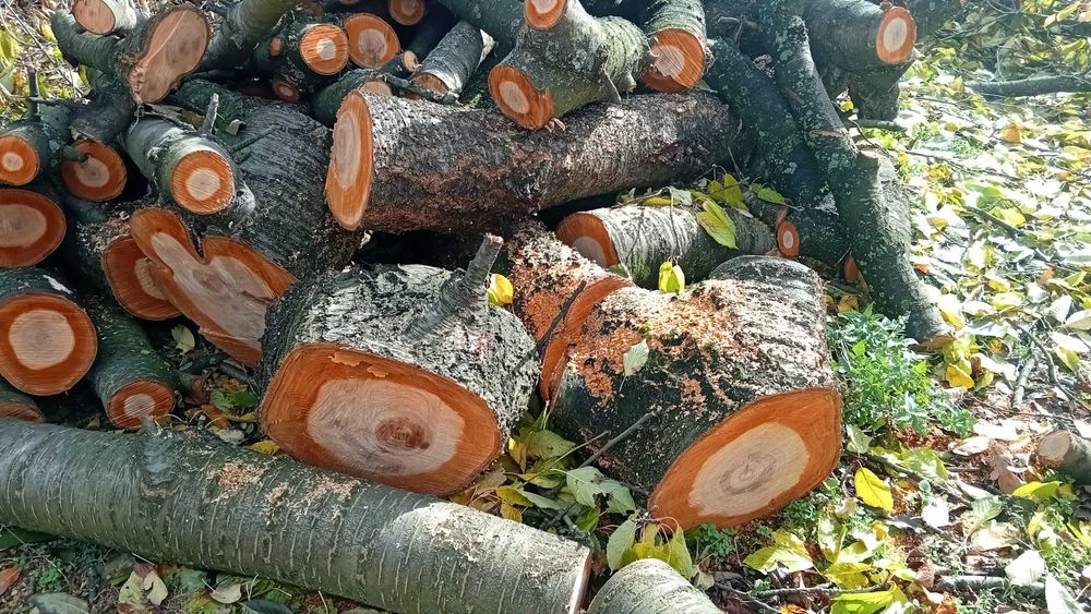 sprzedam drzewo na opał, drzewo opałowe