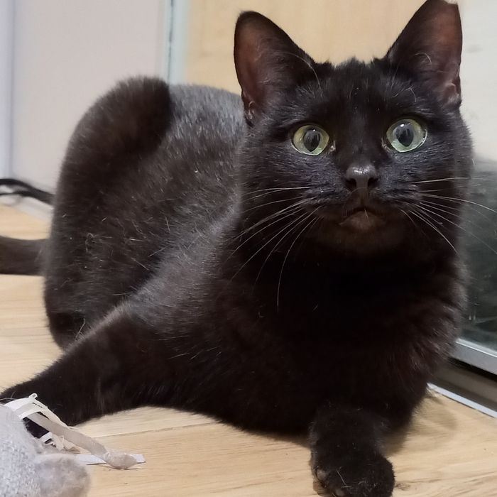 Kicia wciąż czeka na dom.