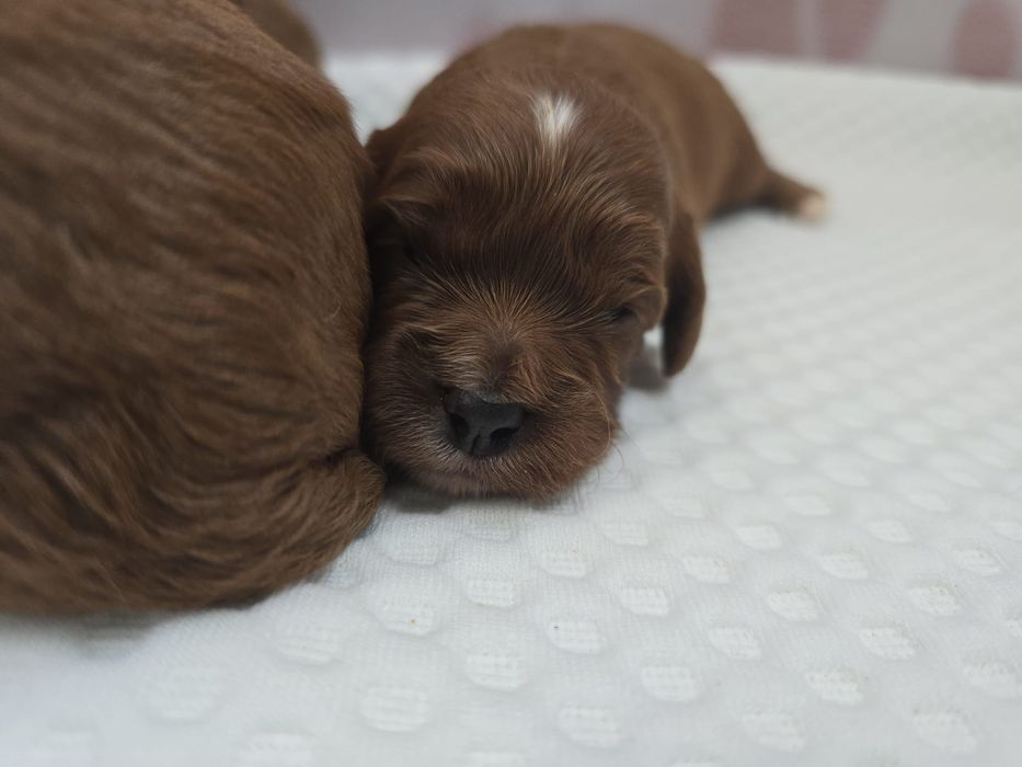 Cavapoo piękna sunia