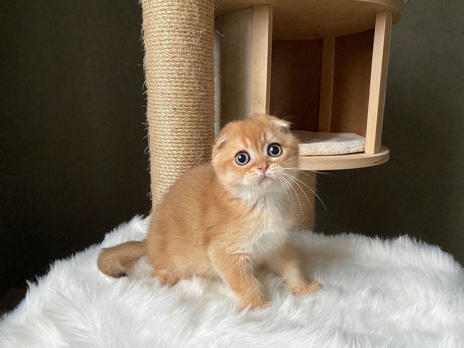 Яркий золотистый фолдик