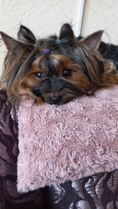 Девочка Йоркширский терьер