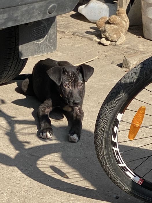 Метис стаффорда/питбуля, щенок