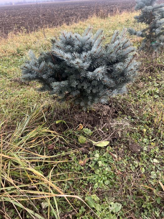 Ялини блакитні:Хупсі, Глаука Глобоза (8,9 річні-привиті)