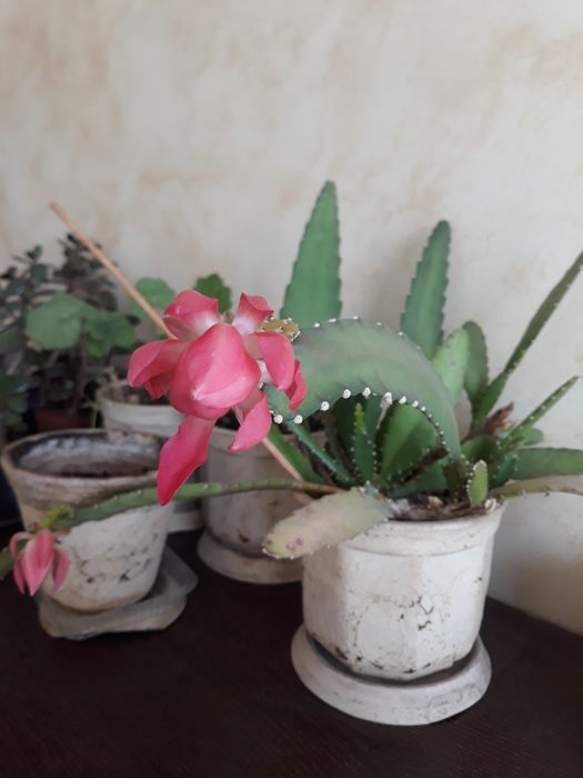 Кактус кожен рік квітне.  ахризон толстянка  сциндапсус