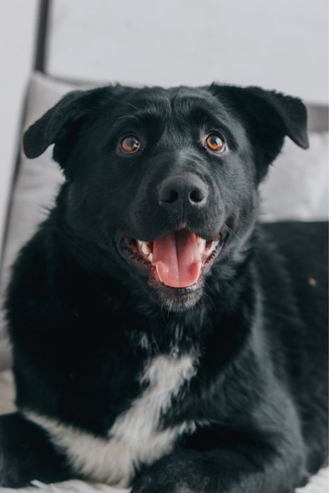 Віддам собаку в добрі руки