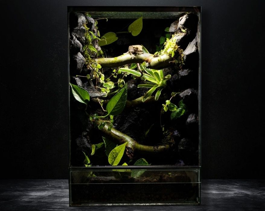 Terrarium tropikalne 40x40x60
